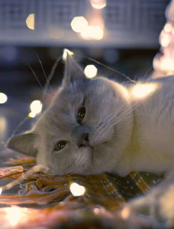 Cat with christmas decorations posing on cameraの写真素材