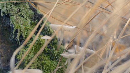 Mushroom in the fall forest. Forest magic