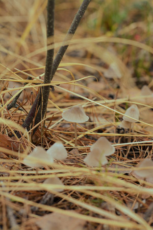 Mushroom in the fall forest. Forest magic