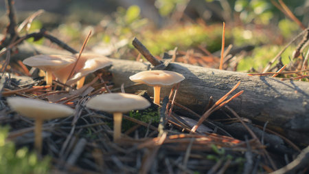Mushroom in the fall forest. Forest magic