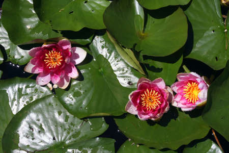 water lilyの写真素材