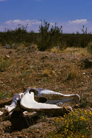 vicuna skull in Patagonia desertの写真素材