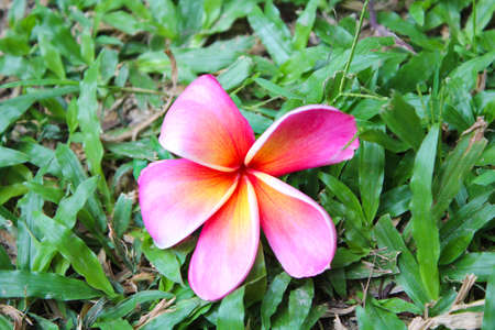 Plumeria flowerの写真素材
