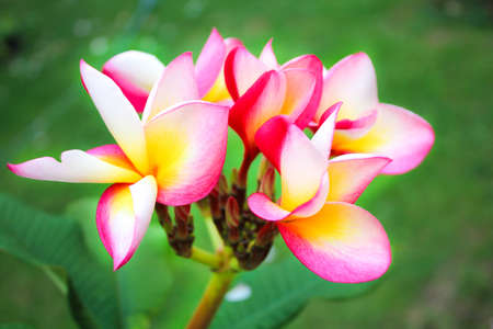Plumeria flowerの写真素材