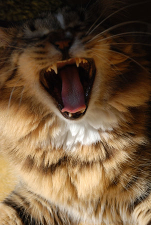 Big yawnの写真素材