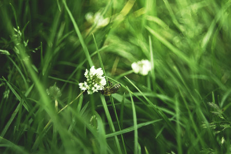 Bee on flower and grass