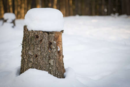Tree stump covered with snowの写真素材
