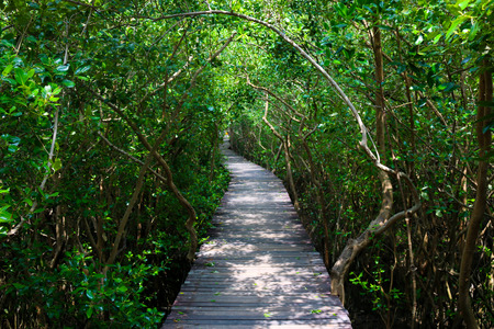 Walk in the woodsの写真素材