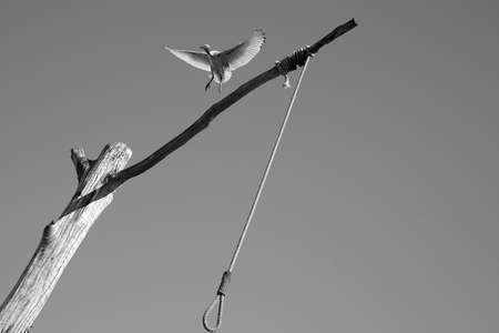bird flying of branch with nooseの写真素材