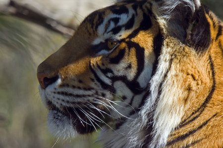 tigers gaze-Panthera tigris sumatraeの写真素材