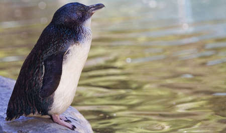 penguin about to jumpの写真素材
