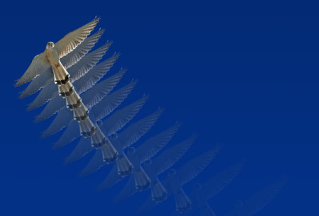  bird of prey moving through the air