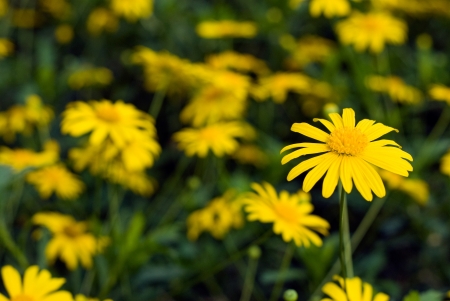 yellow daisy flower in farmの写真素材