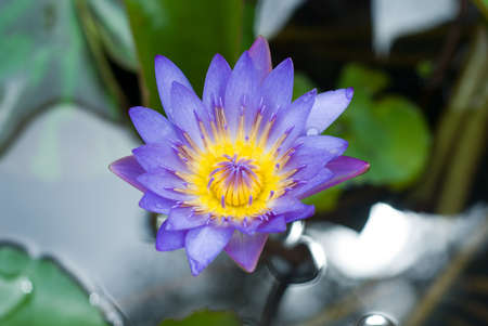 close up violet lotus flower in waterの写真素材
