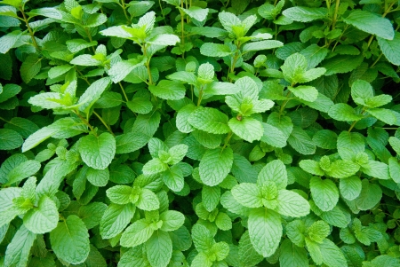 peppermint plant backgroundの写真素材