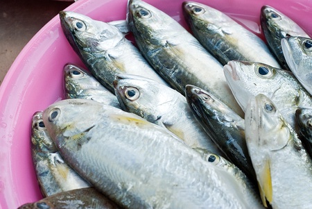 heap of fresh fish in tray prepaing for sale in marketの写真素材