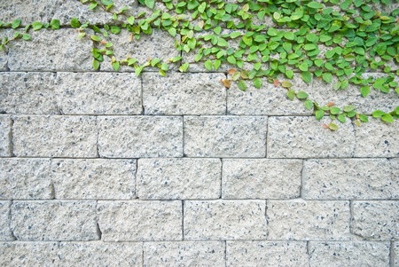 stone brick wall covering by small green leavesの写真素材