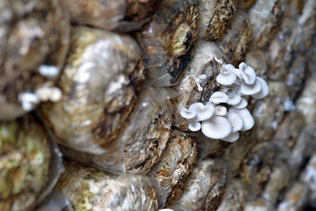 Selective focus of mushroom growing in a farmの写真素材