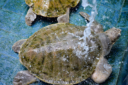 Injured Turtles were treated at aquarium