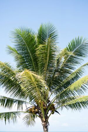 Sweet coconut tree on blue skyの写真素材