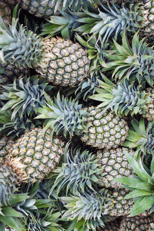A lot of green pineapples, fruit backgroundの写真素材