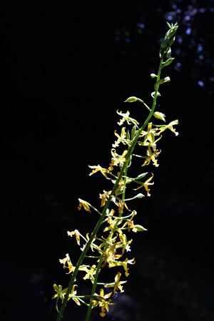 Yellow orchid in tropical forest on dark backgroundの写真素材