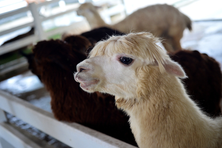 selective focus of white alpaca in farmの写真素材