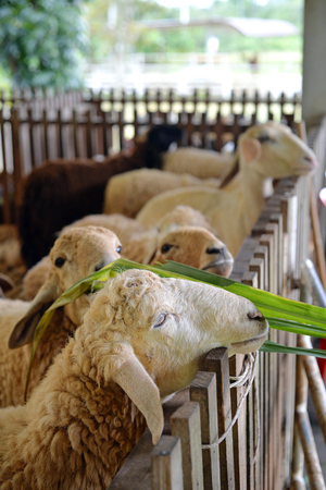 Feeding sheep with green grass in farm, selective focusの写真素材