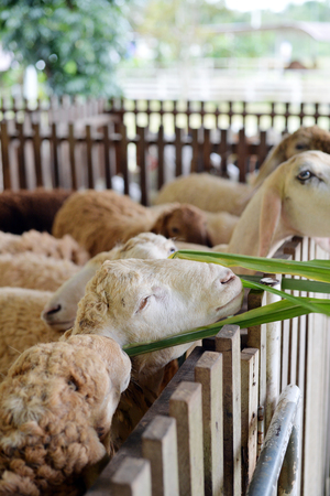 Feeding sheep with green grass in farm, selective focusの写真素材