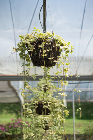 Hanging plant pot in botanical garden, selective focusの写真素材