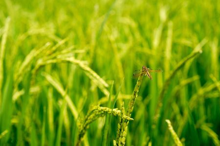 Dragon fry stop on rice plant, selective focusの写真素材