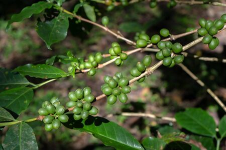 Fresh coffee cherries on treeの写真素材