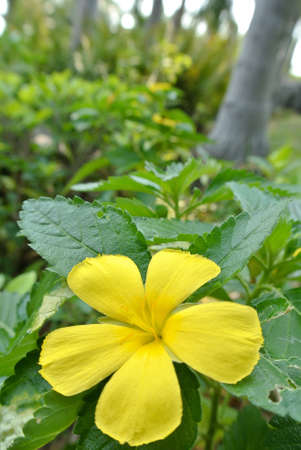 Flower Yellowの写真素材