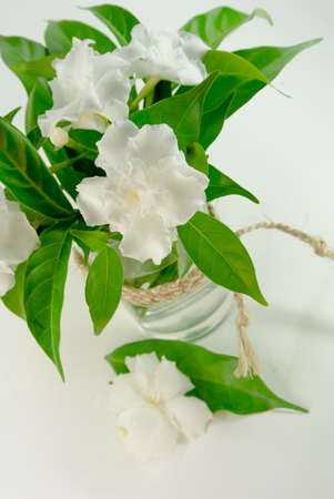 White flowers of jasmineの写真素材