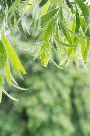 natural green background