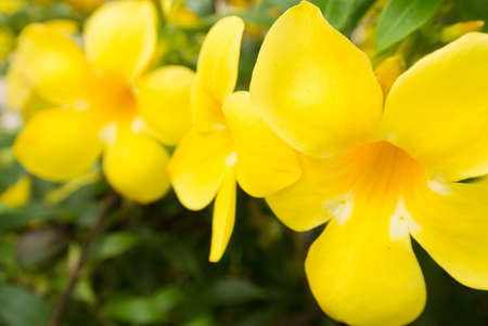 beautiful yellow flower の写真素材