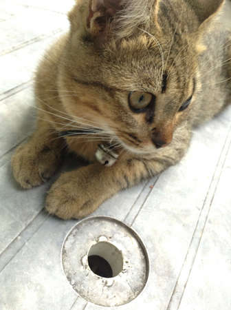 Kittenの素材