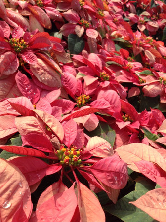 Christmas starの素材