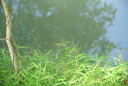 Reflections in Waterの写真素材