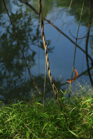 Reflections in Waterの写真素材