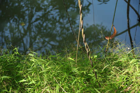 Reflections in Waterの写真素材