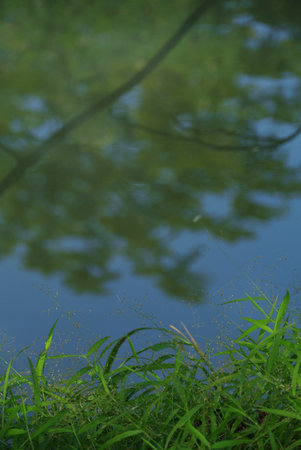 Reflections in Waterの写真素材