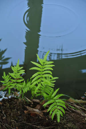 Ferns beside the waterfrontの写真素材