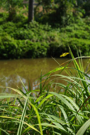The grassの写真素材
