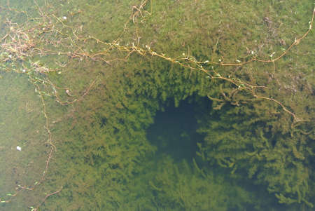  Freshwater algaeの写真素材