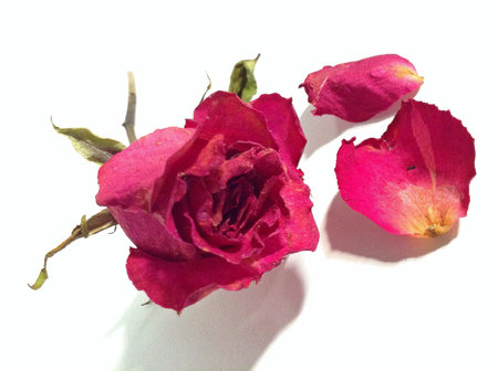 Old roseの素材