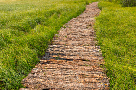 a wooden trail through the Alaytian swamp, Russiaの写真素材