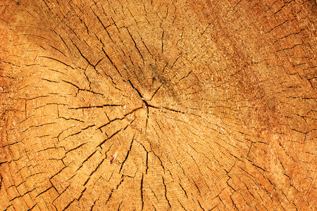 texture of a cut old treeの写真素材