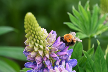 bee on a lupine flowerの写真素材