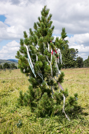 fir-tree on the altai, tree shamanの写真素材